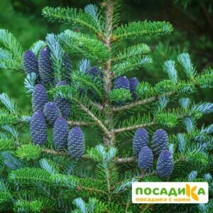 Пихта корейская (Abies koreana) купить по цене от 450.00р. в интернет-магазине «Посадика» с доставкой почтой в в Болоховое и по всей России – [изображение №1].