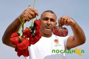 Клубника Гигант Джорнея купить по цене от 266р. в интернет-магазине «Посадика» с доставкой почтой в в Болоховое и по всей России – [изображение №1].