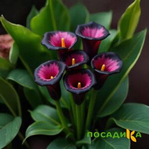 Калла Аура Лейс купить по цене от 400р. в интернет-магазине «Посадика» с доставкой почтой в в Болоховое и по всей России – [изображение №1].