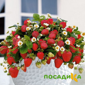 Клубника Рубиновый Шепот (горшечная) купить по цене от 240р. в интернет-магазине «Посадика» с доставкой почтой в в Болоховое и по всей России – [изображение №1].