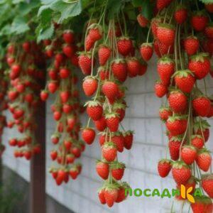 Клубника вьющаяся Комплимент купить по цене от 470р. в интернет-магазине «Посадика» с доставкой почтой в в Болоховое и по всей России – [изображение №1].
