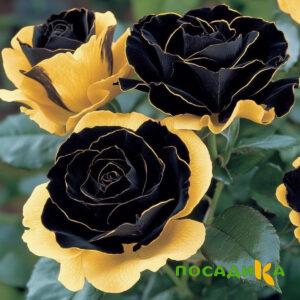 Роза Ханни Сикл купить по цене от 700р. в интернет-магазине «Посадика» с доставкой почтой в в Болоховое и по всей России – [изображение №1].