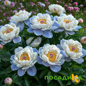 Пион акварельный Этюд купить по цене от 806р. в интернет-магазине «Посадика» с доставкой почтой в в Болоховое и по всей России – [изображение №1].