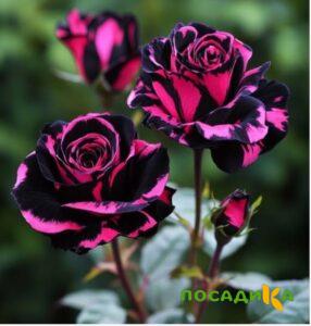 Роза Багровый Шепот купить по цене от 366р. в интернет-магазине «Посадика» с доставкой почтой в в Болоховое и по всей России – [изображение №1].