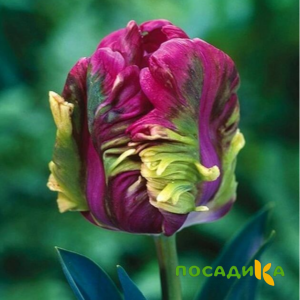 Тюльпан Экзотик Хэвен купить по цене от 186р. в интернет-магазине «Посадика» с доставкой почтой в в Болоховое и по всей России – [изображение №1].